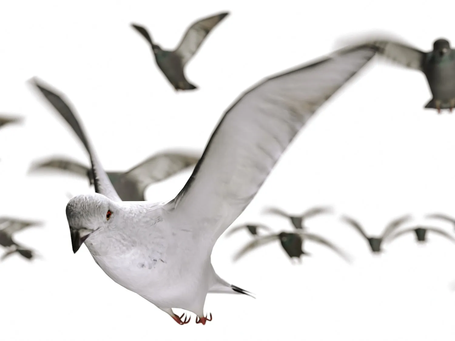 Flying Pigeons Set (Animated)