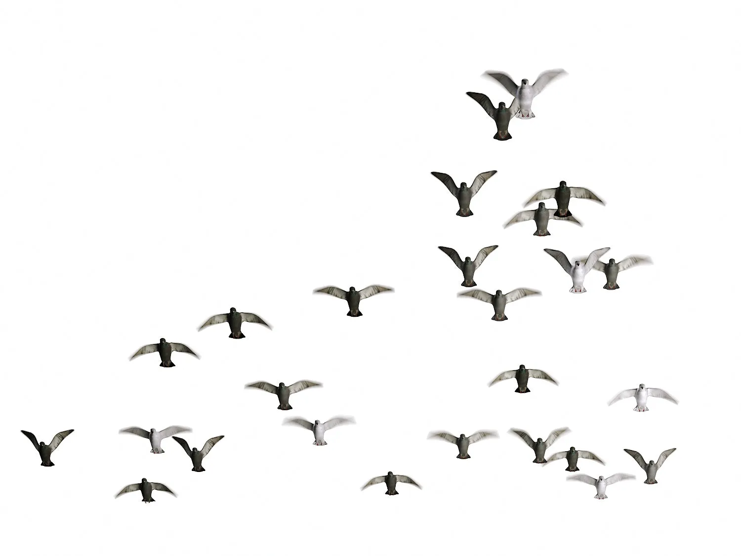 Flying Pigeons Set (Animated)