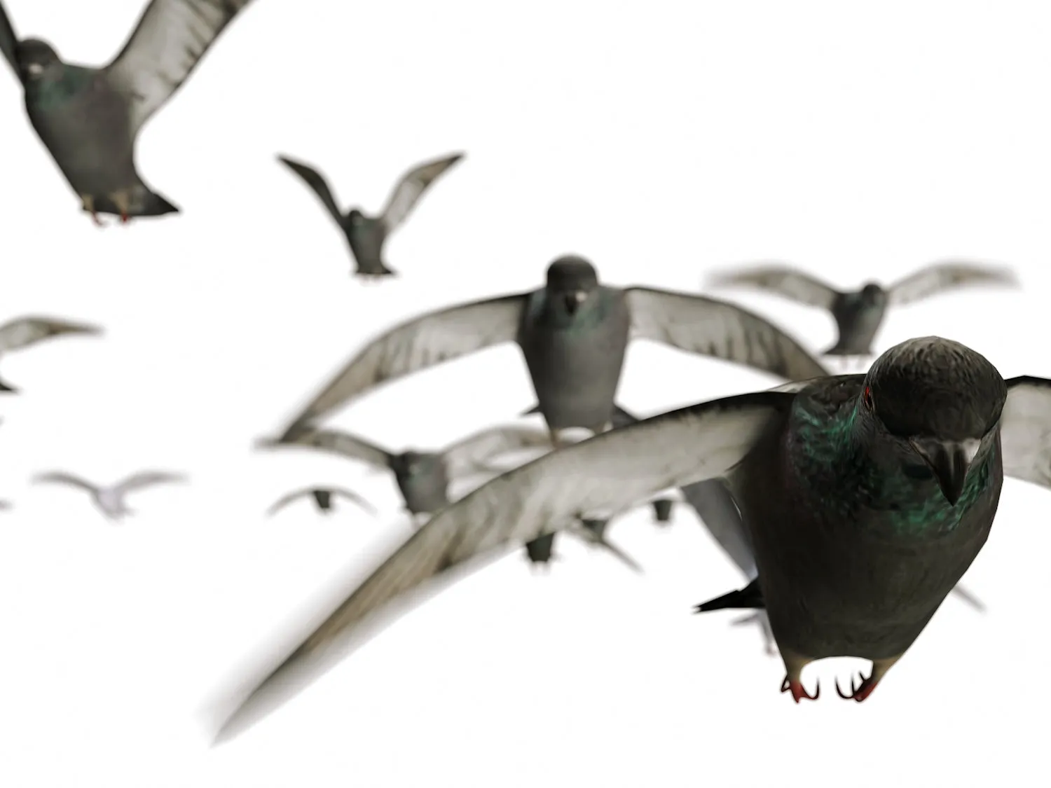 Flying Pigeons Set (Animated)