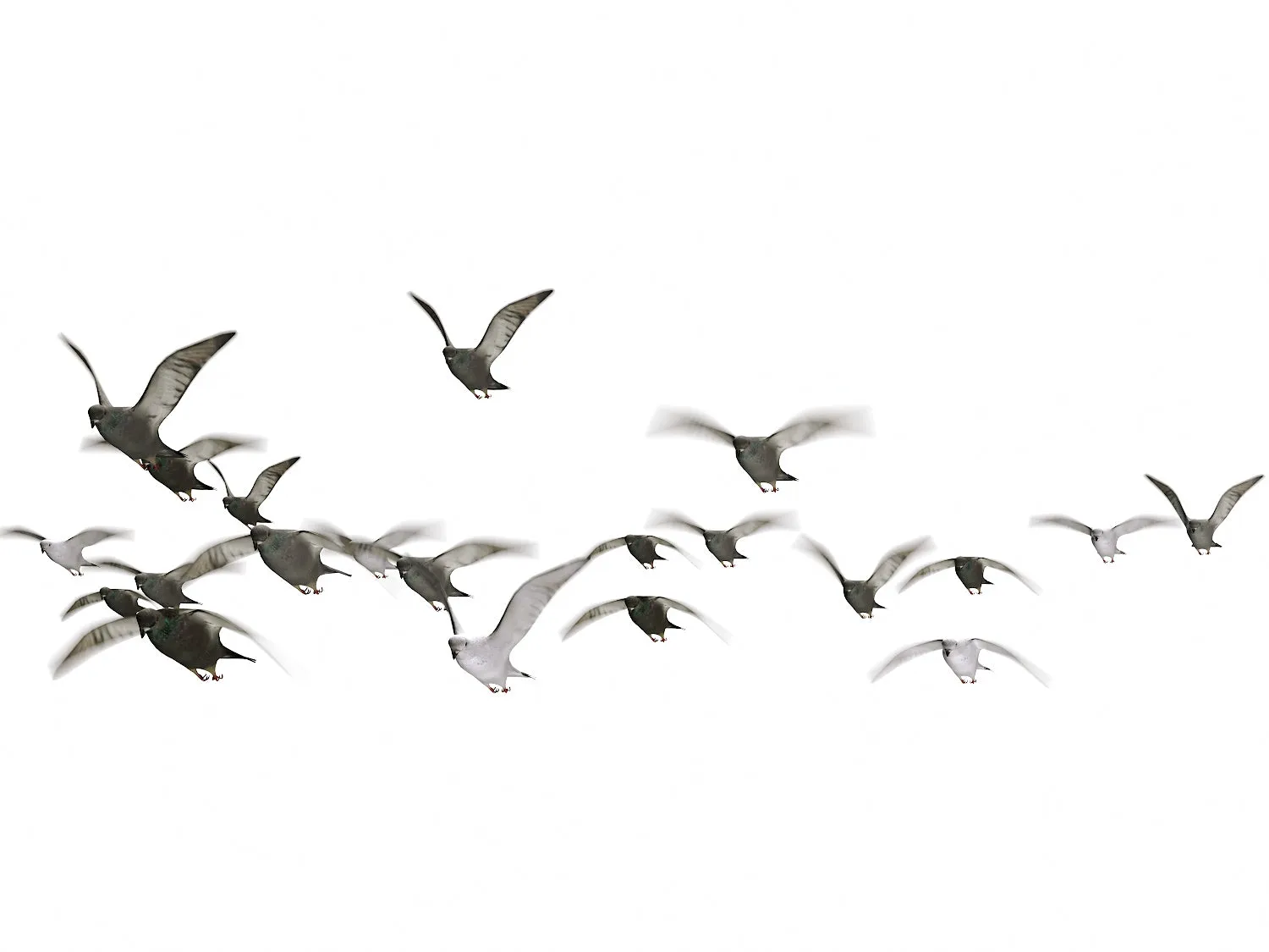 Flying Pigeons Set (Animated)