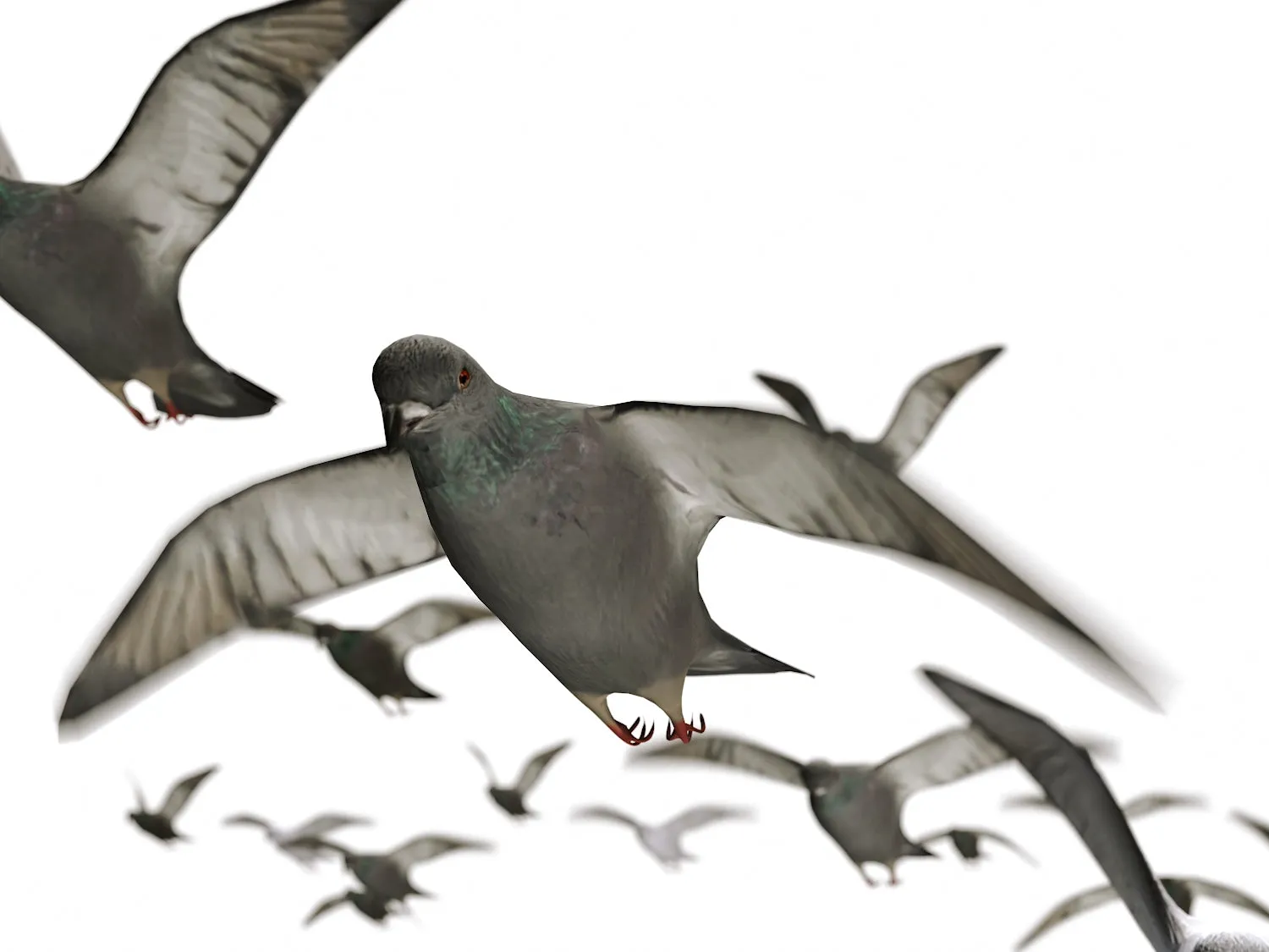Flying Pigeons Set (Animated)