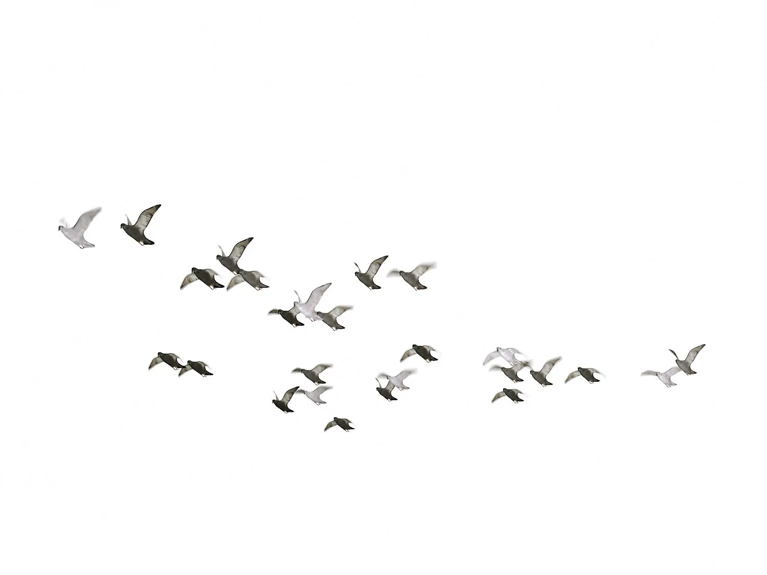 Flying Pigeons Set (Animated)