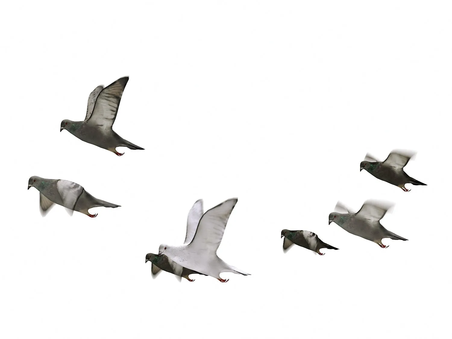 Flying Pigeons Set (Animated)