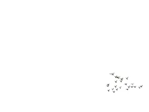 Flying Pigeons Set (Animated)