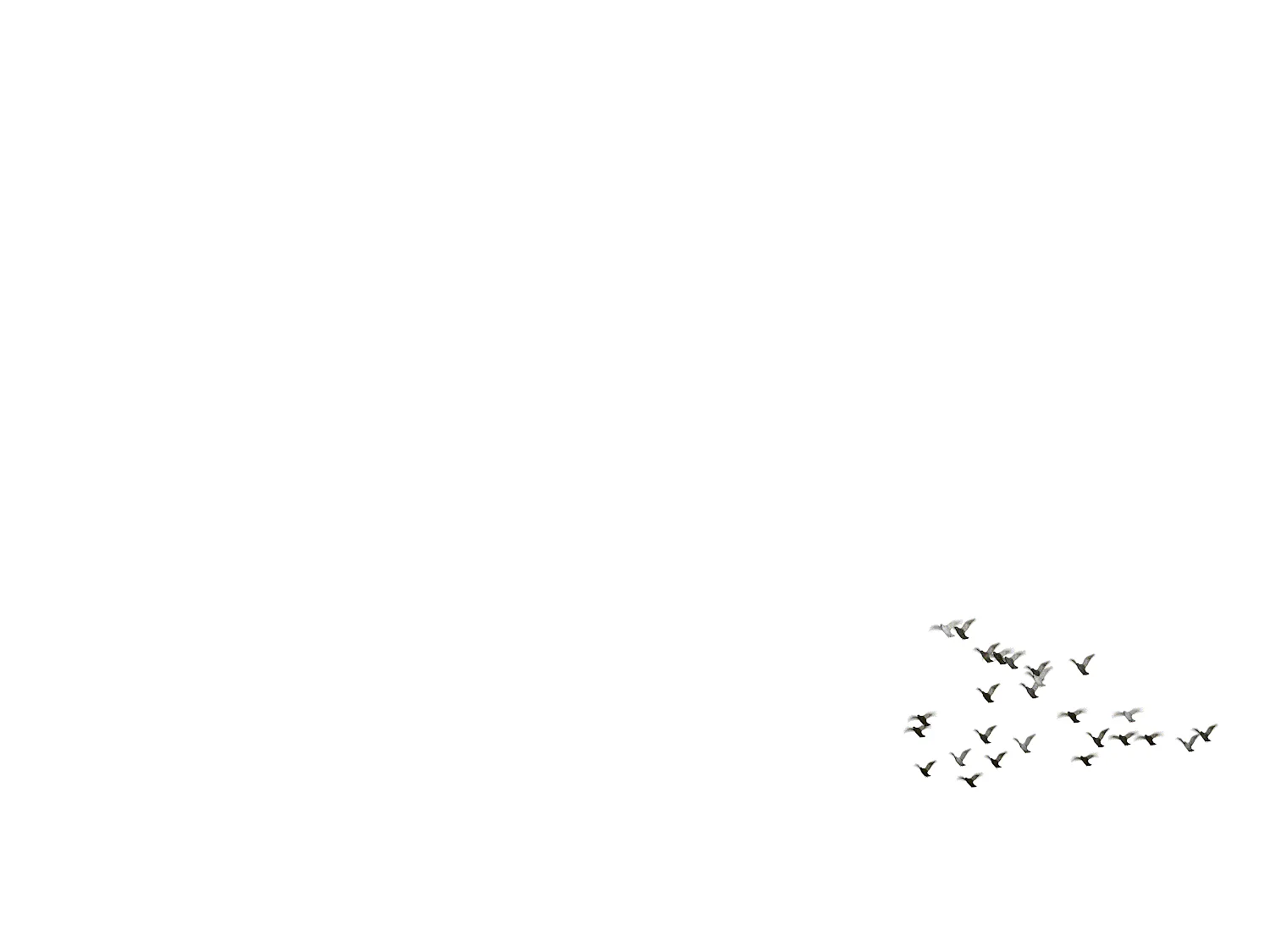 Flying Pigeons Set (Animated)