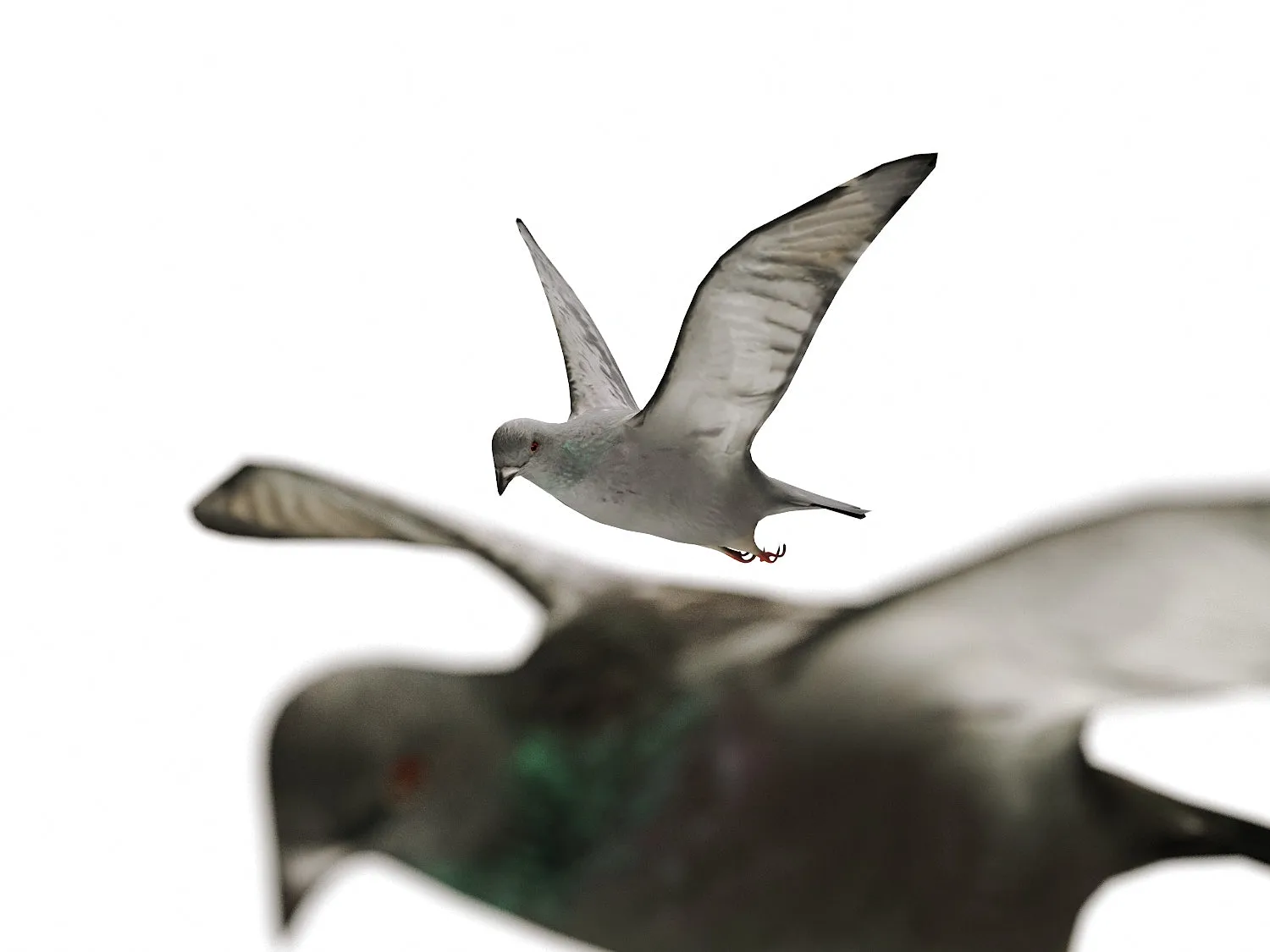 Flying Pigeons Set