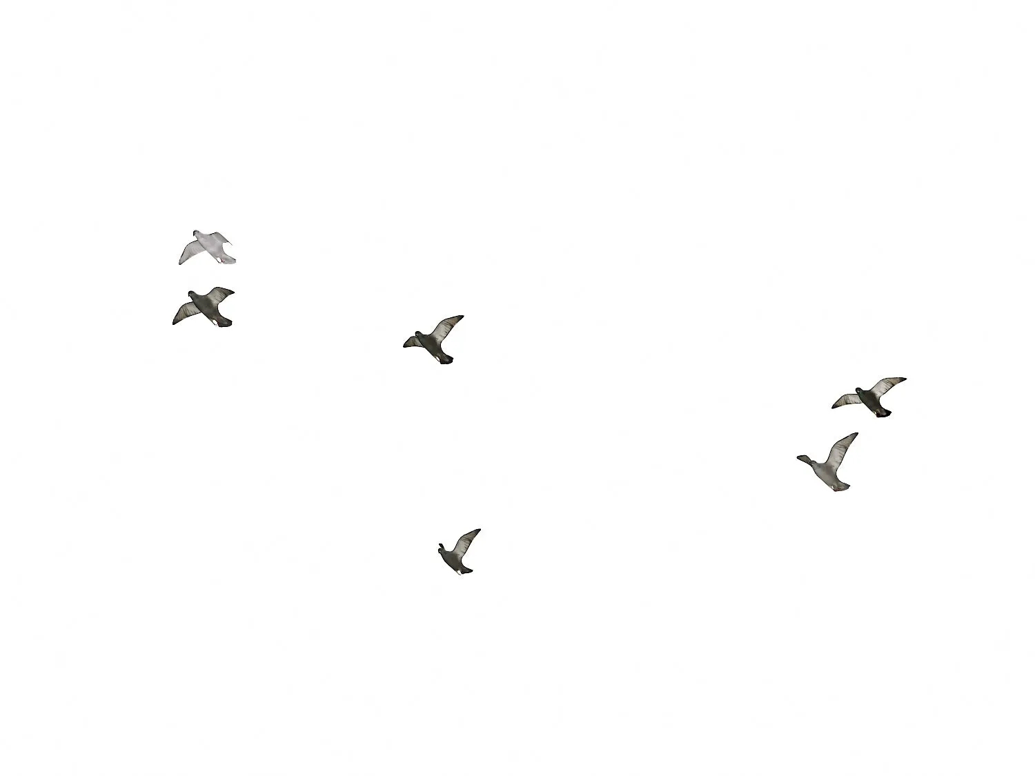Flying Pigeons Set