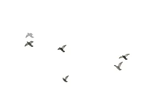 Flying Pigeons Set