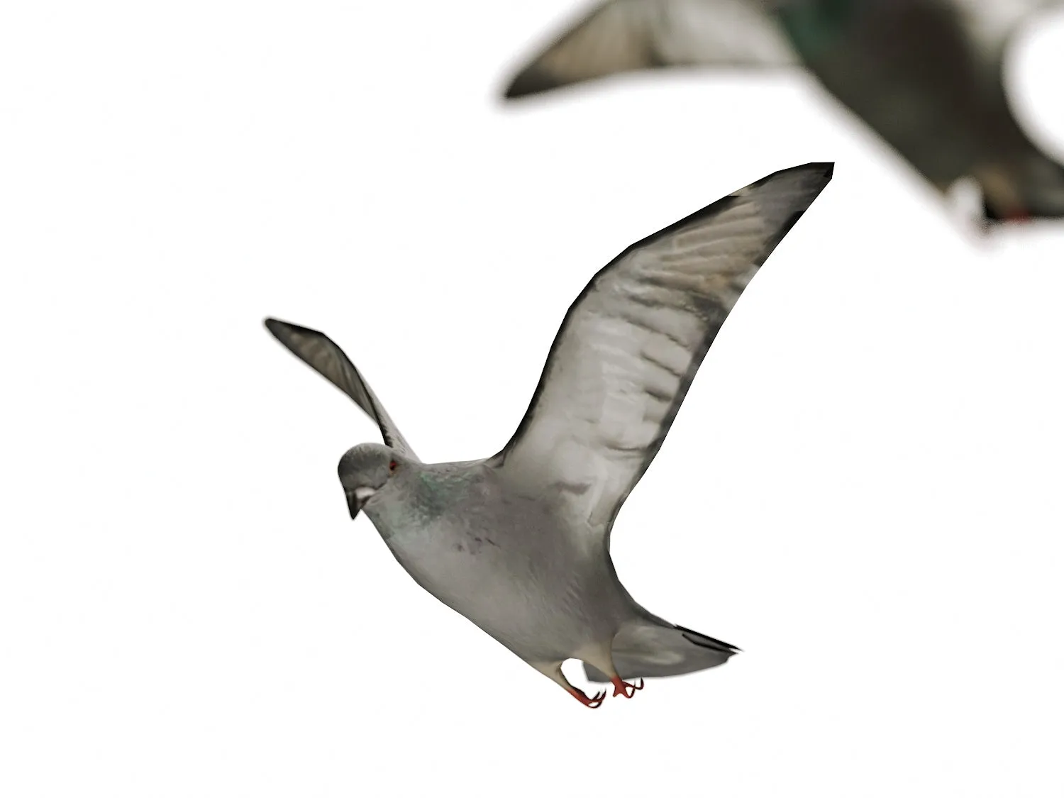 Flying Pigeons Set