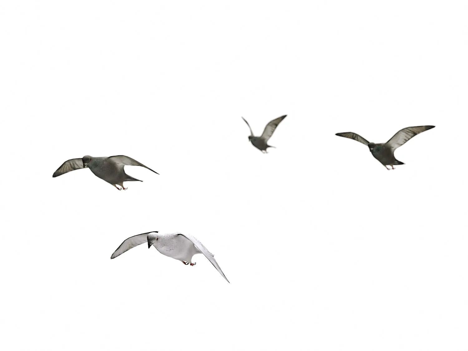 Flying Pigeons Set