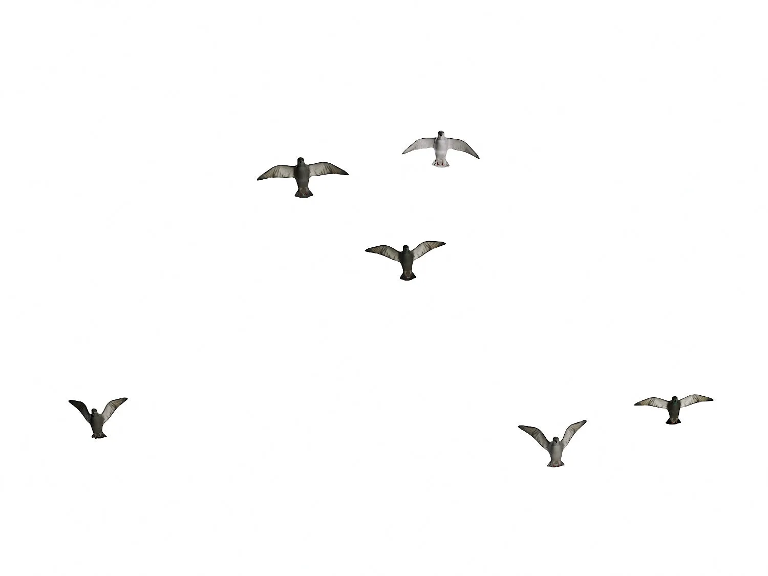 Flying Pigeons Set
